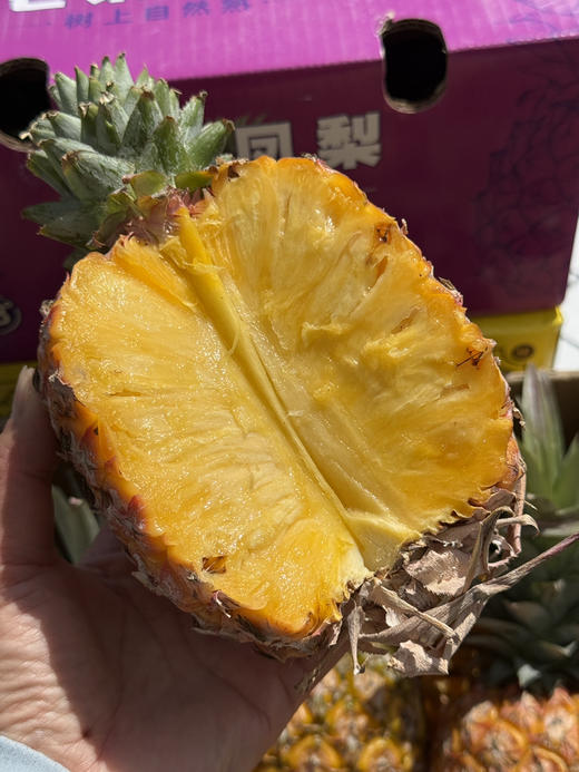 海南树熟芒果凤梨 商品图5