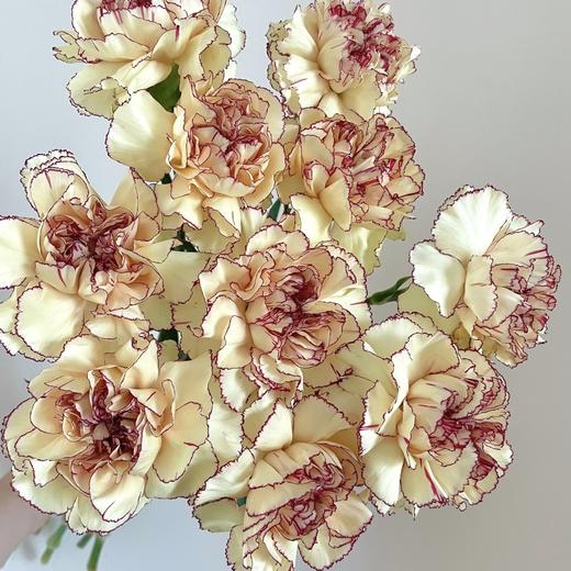 单头康乃馨丨眼线丨20支/扎 商品图1