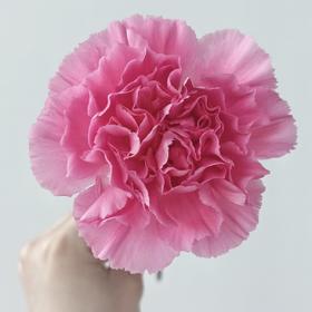 单头康乃馨丨小桃红丨20支/扎