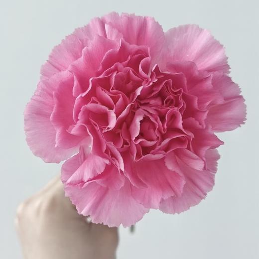 单头康乃馨丨小桃红丨20支/扎 商品图0