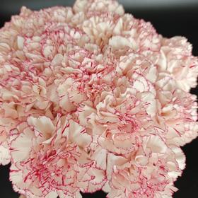 单头康乃馨 | 蝴蝶