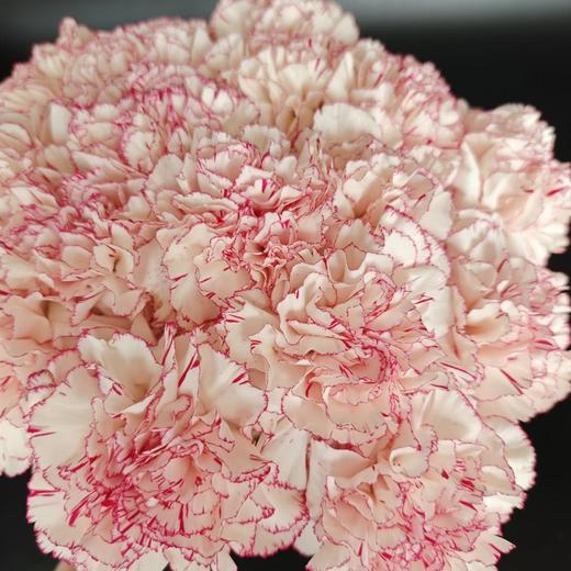 单头康乃馨 | 蝴蝶 商品图0