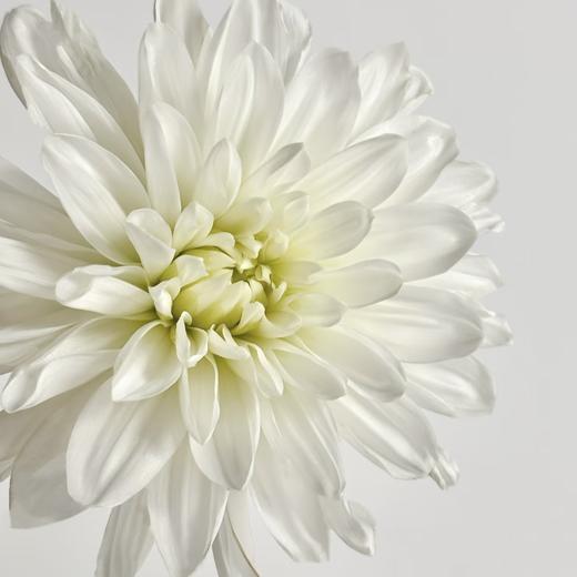 大丽花 | 白石英 商品图0