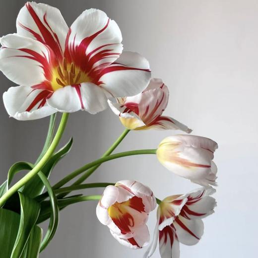 郁金香丨幸福一代丨10枝 商品图2