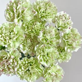 单头康乃馨 | 淡妆