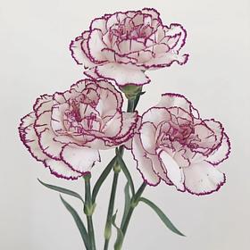 单头康乃馨丨紫边丨20支/扎