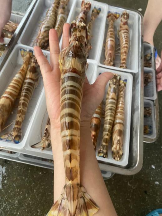 & 深海超大斑节虾🦐虾青素含量极高，爆满的虾肉，入口Q弹带有很浓的鲜虾味～活冻 商品图8
