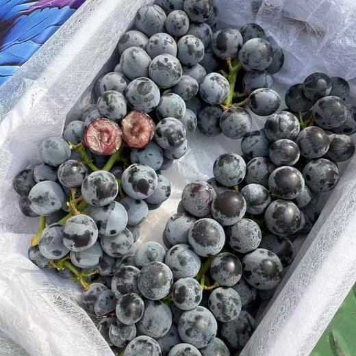 蓝莓葡萄 商品图4
