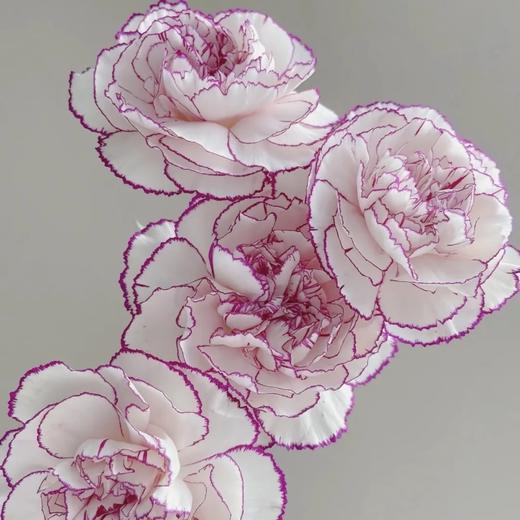 单头康乃馨丨紫边丨20支/扎 商品图1