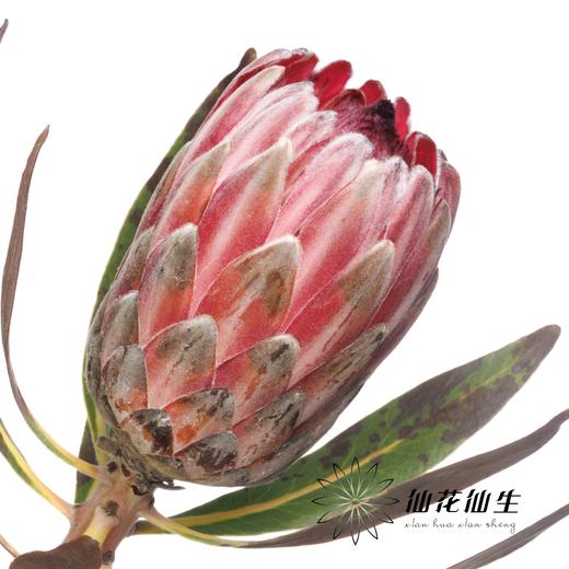 杨月季花材 | 公主粉冰 商品图2