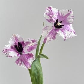 郁金香丨玛格特丨10枝