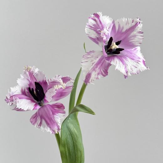 郁金香丨玛格特丨10枝 商品图0