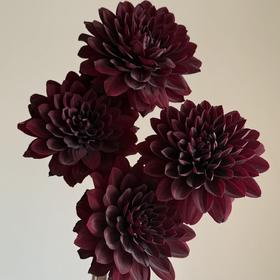 大丽花 | 巧克力