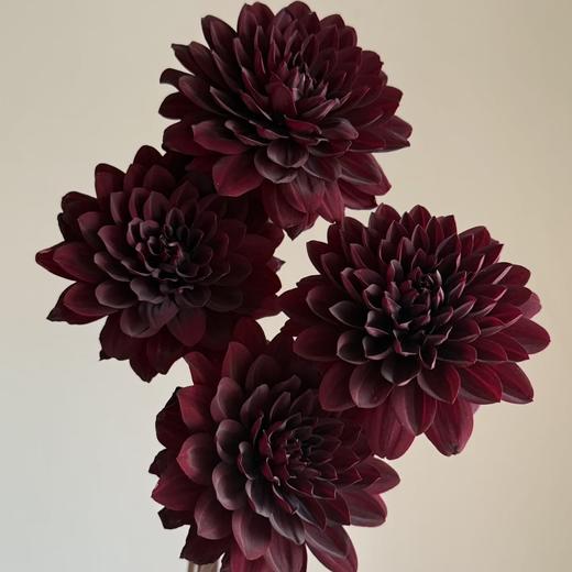 大丽花 | 巧克力 商品图0