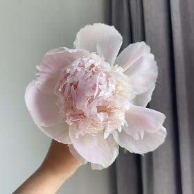 芍药丨雪纺冻糕【买一送一】