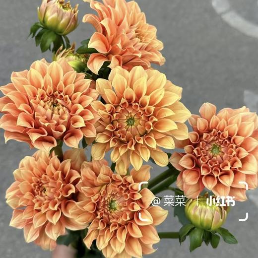 配花 | 大丽花明亮前程 商品图0