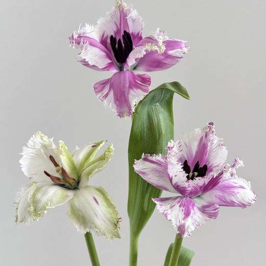 郁金香丨玛格特丨10枝 商品图1