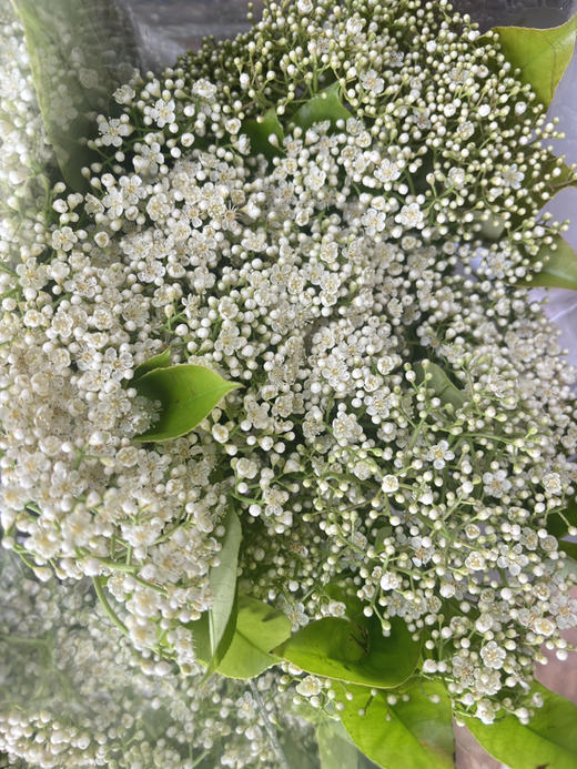 【孤寂 寂寥】石楠花 白色  扎 商品图3