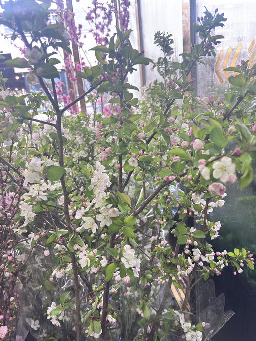 【淳朴/平安】小苹果花  约2枝/扎 商品图6