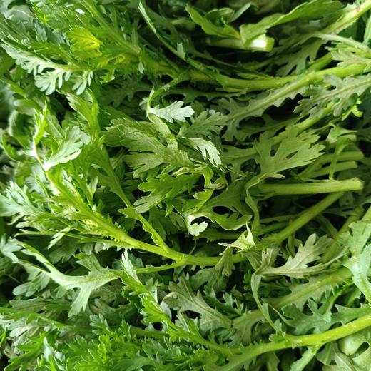 茼蒿（5元一斤） 商品图0