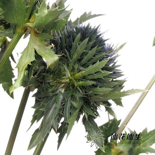 刺芹 | 天蝎座 Eryngium Scorpius 商品图3
