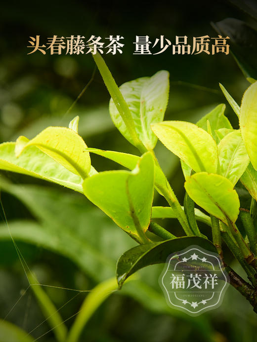 4.9日12点开抢；2026年古树藤条普洱茶，2022年头春茶临沧坝糯普洱茶生茶饼200g 商品图2