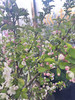 【淳朴/平安】小苹果花  约2枝/扎 商品缩略图7