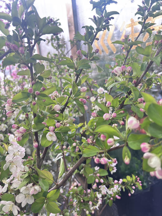 【淳朴/平安】小苹果花  约2枝/扎 商品图7