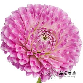 配花 | 大丽花紫色佐伊【颜色有色差，介意慎拍】