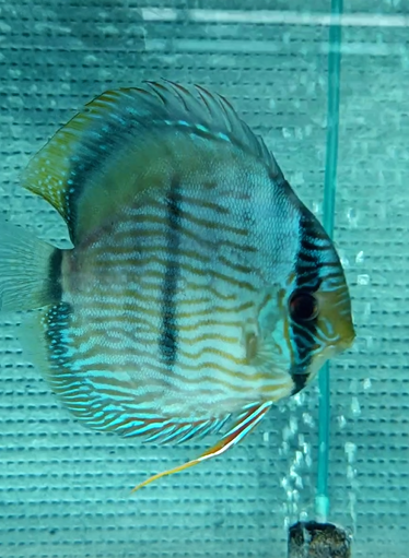 260407-1抽奖鱼：蓝面黑格尔，15大公雏，蓝膜厚实，正在镀膜。注意背鳍第四根小刺略歪，视频可以看到。