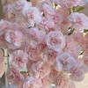 多头康乃馨 | 樱花粉 商品缩略图0