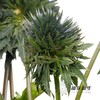 刺芹 | 天蝎座 Eryngium Scorpius 商品缩略图2