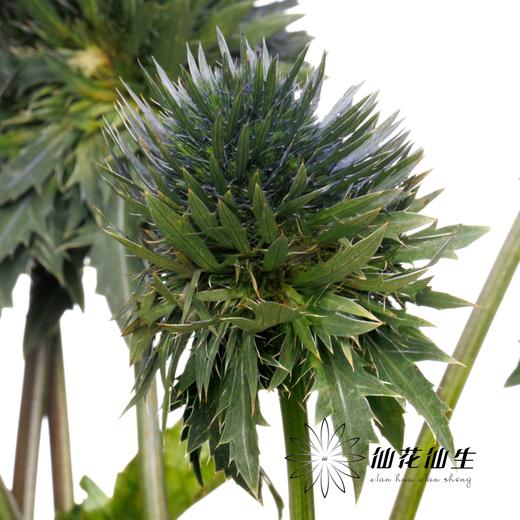 刺芹 | 天蝎座 Eryngium Scorpius 商品图2