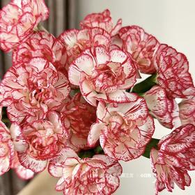 多头康乃馨 | 风铃