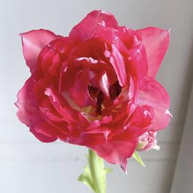 郁金香丨红丝绒泡芙丨10枝