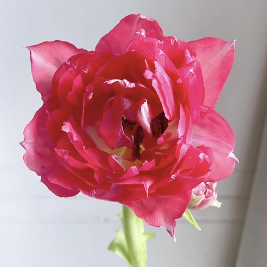 郁金香丨红丝绒泡芙丨10枝 商品图0