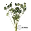 刺芹 | 天蝎座 Eryngium Scorpius 商品缩略图1