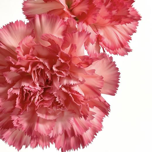 单头康乃馨丨火焰丨20枝/扎 商品图2