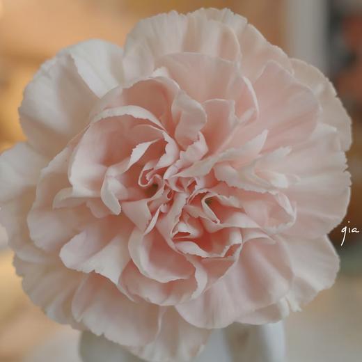 单头康乃馨 | 图兰益香 商品图0