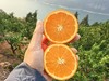 【原产地直发】当季水果湖北秭归伦晚脐橙🍊5斤装/9斤装皮薄肉厚 清甜水润 一口满足味蕾需求 商品缩略图3