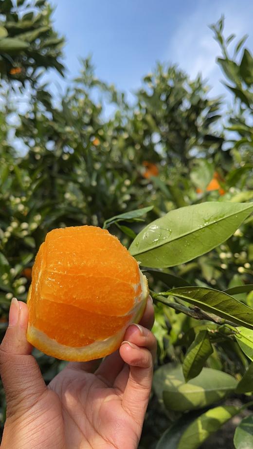 【原产地直发】当季水果湖北秭归伦晚脐橙🍊5斤装/9斤装皮薄肉厚 清甜水润 一口满足味蕾需求 商品图5
