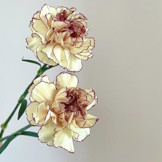 单头康乃馨丨眼线丨20支/扎 商品图0