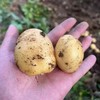 恩施高山富硒小土豆，绵糯香甜 ，口感十分香醇，八十年老品种  现挖现发，一口甜、香、糯 商品缩略图4