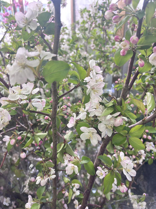 【淳朴/平安】小苹果花  约2枝/扎 商品图8