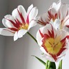 郁金香丨幸福一代丨10枝 商品缩略图1