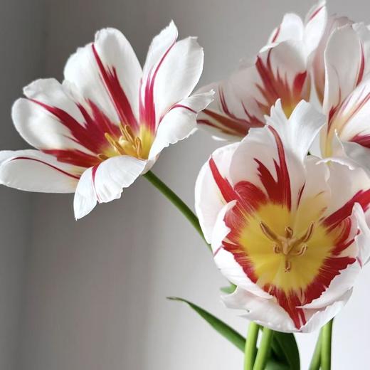 郁金香丨幸福一代丨10枝 商品图1