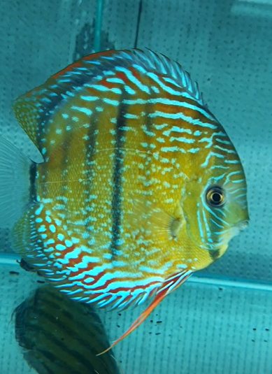 260406-2抽奖鱼：伊利比西湖大种伊卡皇室，17公，体型很圆，暗纹多。