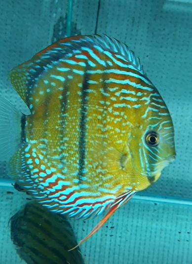 260406-2抽奖鱼：伊利比西湖大种伊卡皇室，17公，体型很圆，暗纹多。 商品图0