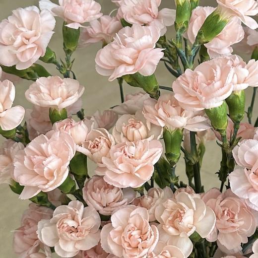 多头康乃馨 | 流年 商品图0