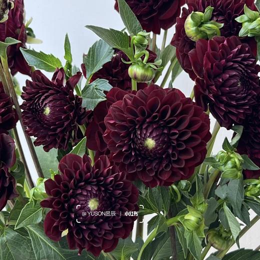 大丽花 | 杰西丽塔 商品图0